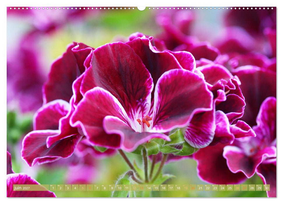 Une fête de fleurs (CALVENDO Calendrier mensuel 2027)