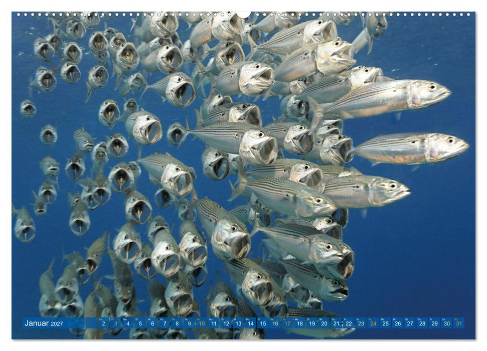 Planet Wasser: Von wegen Planet Erde (CALVENDO Wandkalender 2027)