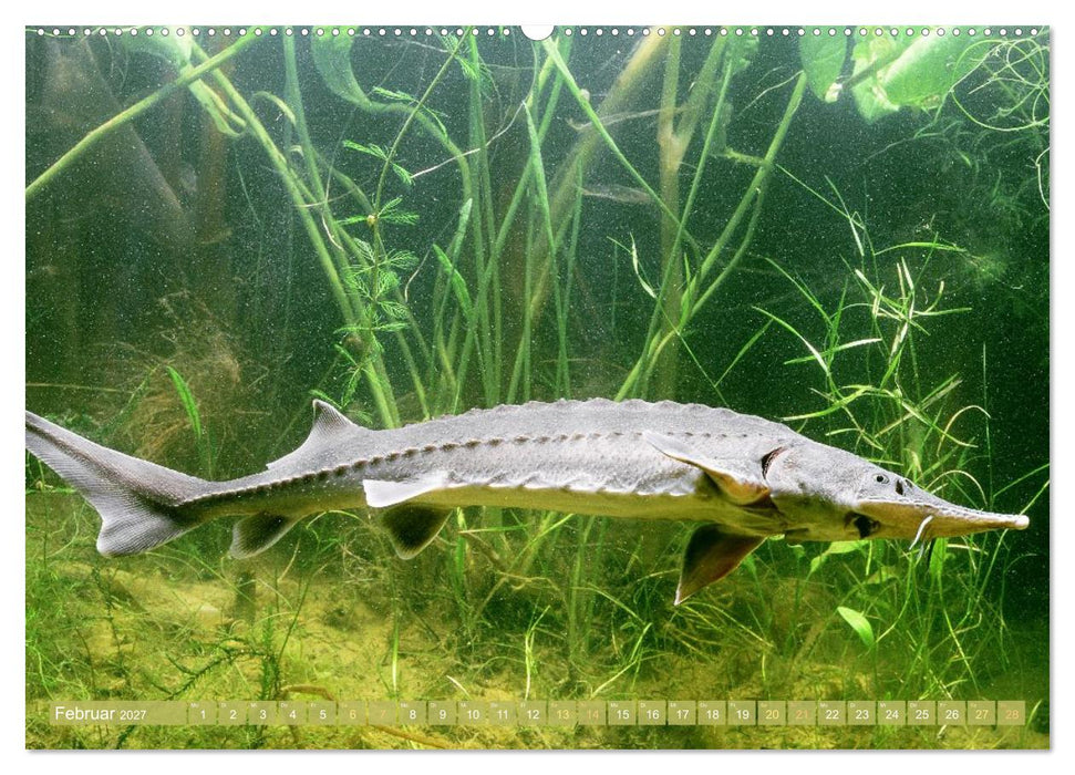 Forelle, Hecht und Stör: Fische in europäischen Gewässern (CALVENDO Premium Wandkalender 2027)