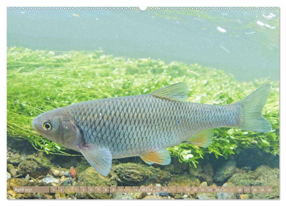 Forelle, Hecht und Stör: Fische in europäischen Gewässern (CALVENDO Premium Wandkalender 2027)