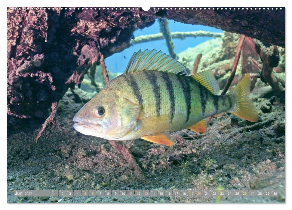 Forelle, Hecht und Stör: Fische in europäischen Gewässern (CALVENDO Premium Wandkalender 2027)