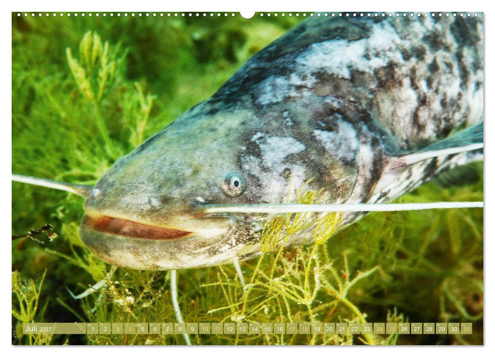 Forelle, Hecht und Stör: Fische in europäischen Gewässern (CALVENDO Premium Wandkalender 2027)