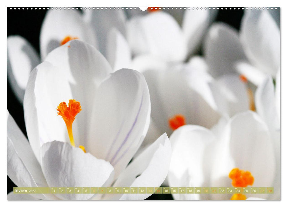 Une fête de fleurs (CALVENDO Calendrier supérieur 2027)