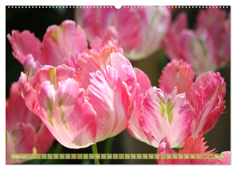 Une fête de fleurs (CALVENDO Calendrier supérieur 2027)
