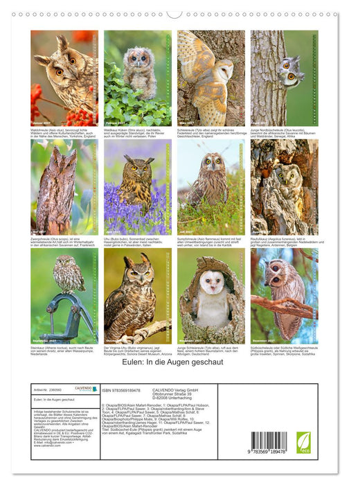 Eulen: In die Augen geschaut (CALVENDO Premium Wandkalender 2027)