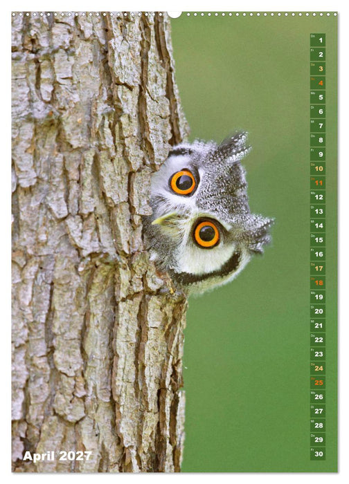 Eulen: In die Augen geschaut (CALVENDO Premium Wandkalender 2027)