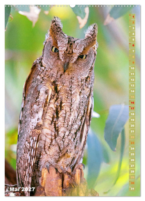 Eulen: In die Augen geschaut (CALVENDO Premium Wandkalender 2027)