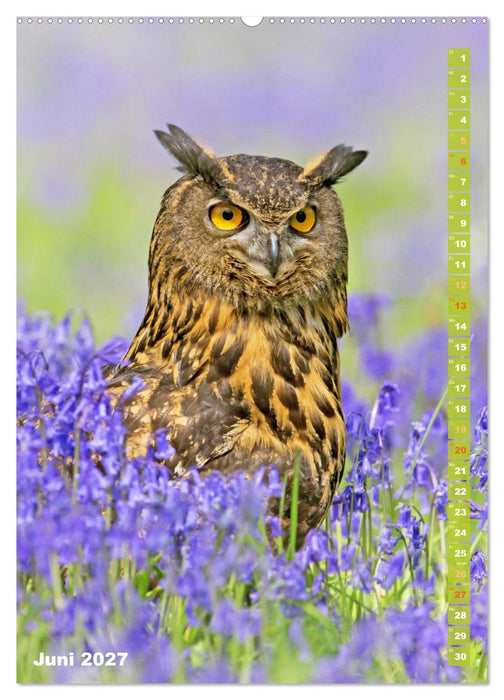 Eulen: In die Augen geschaut (CALVENDO Premium Wandkalender 2027)