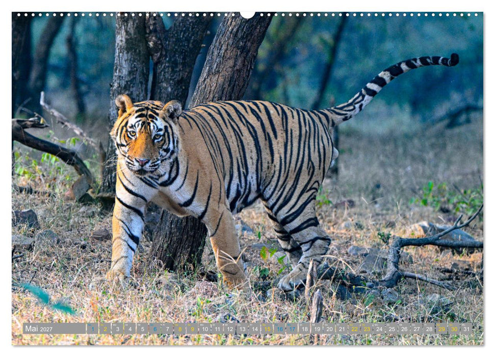 Tiger von Ranthambore (CALVENDO Wandkalender 2027)