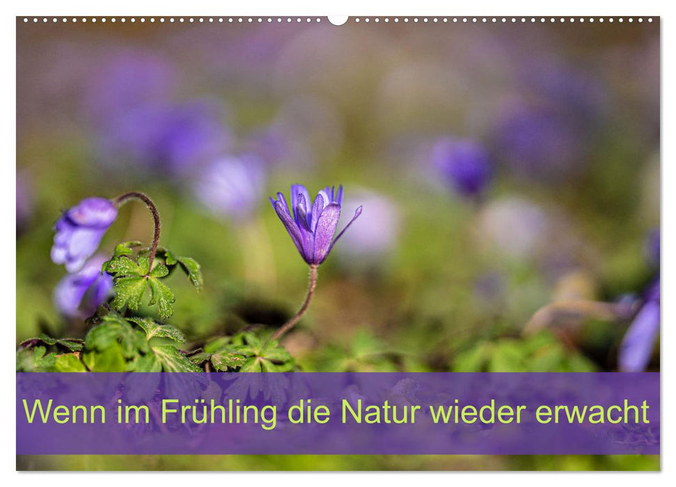 Wenn im Frühling die Natur wieder erwacht (CALVENDO Wandkalender 2027)