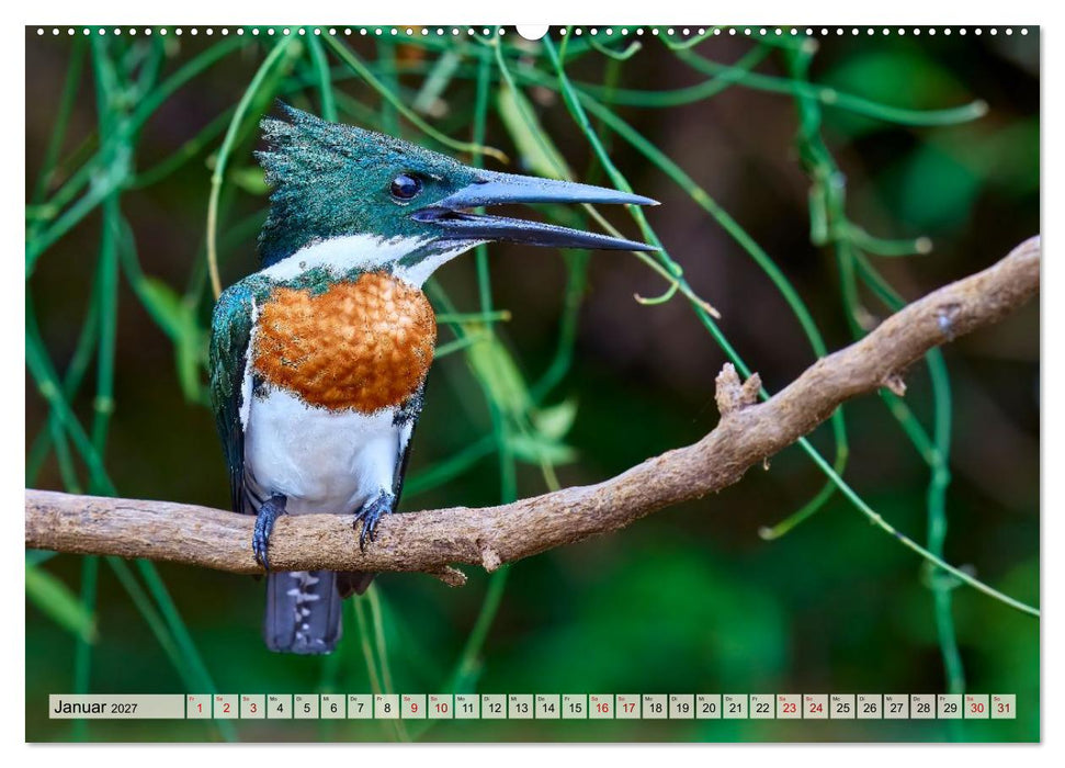 Eisvögel und Kingfisher – Juwelen der Natur (CALVENDO Wandkalender 2027)