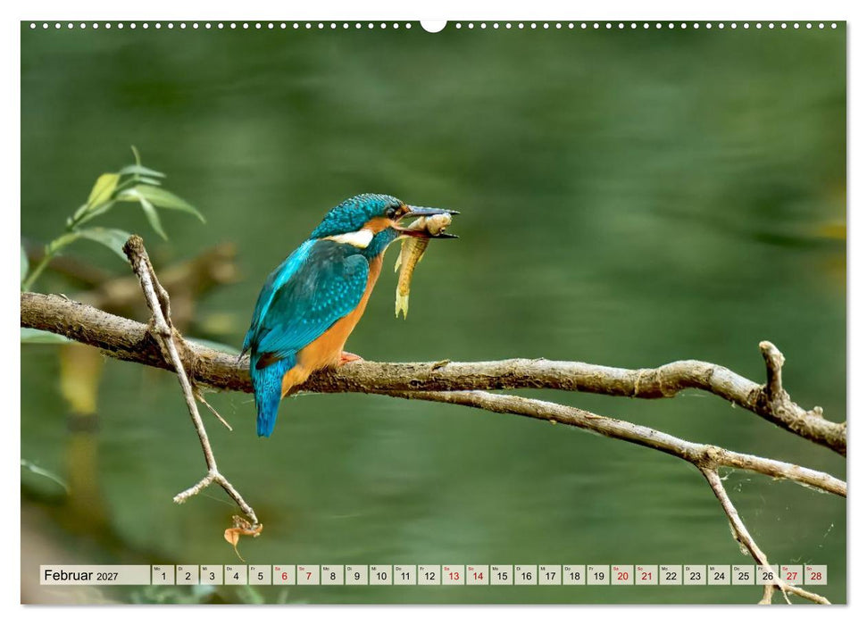 Eisvögel und Kingfisher – Juwelen der Natur (CALVENDO Wandkalender 2027)