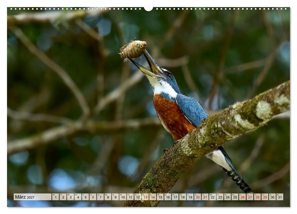 Eisvögel und Kingfisher – Juwelen der Natur (CALVENDO Wandkalender 2027)