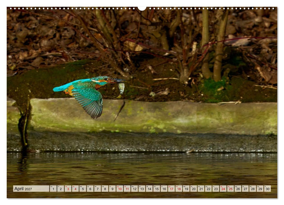 Eisvögel und Kingfisher – Juwelen der Natur (CALVENDO Wandkalender 2027)