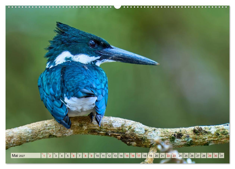 Eisvögel und Kingfisher – Juwelen der Natur (CALVENDO Wandkalender 2027)
