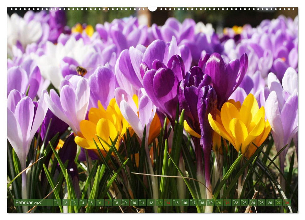 Blütenwunder - Mit Blumen durchs ganze Gartenjahr (CALVENDO Premium Wandkalender 2027)