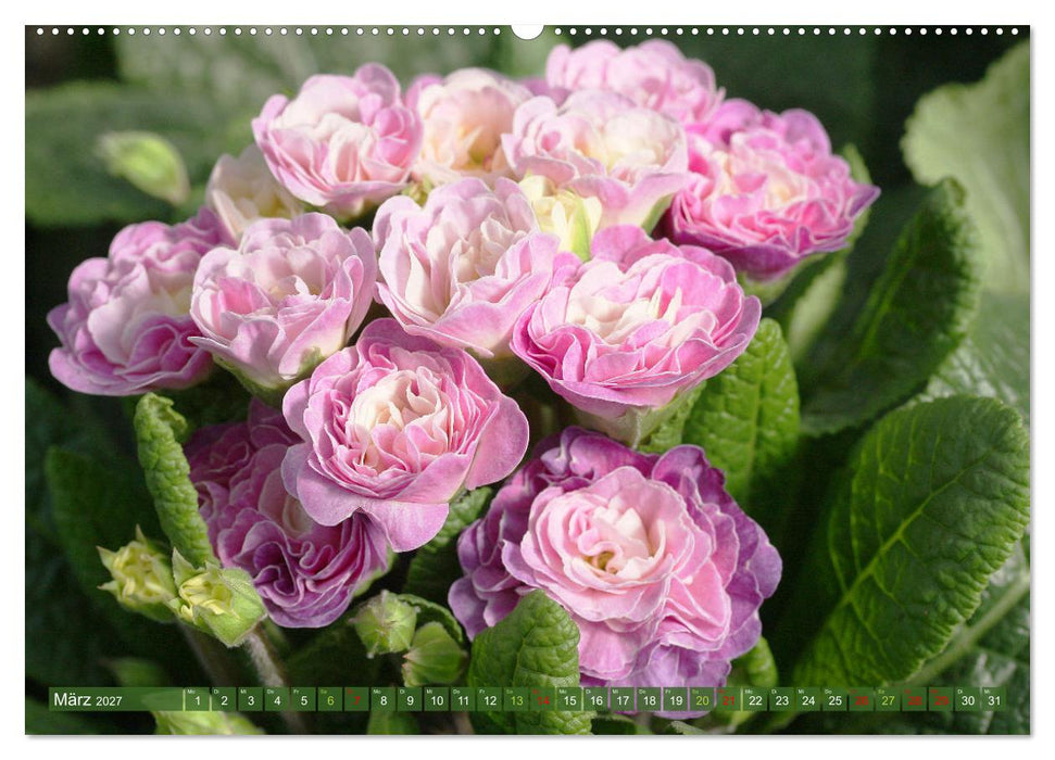 Blütenwunder - Mit Blumen durchs ganze Gartenjahr (CALVENDO Premium Wandkalender 2027)