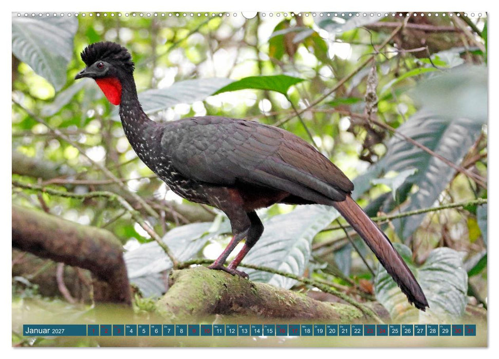 Costa Ricas Vogelwelt (CALVENDO Wandkalender 2027)