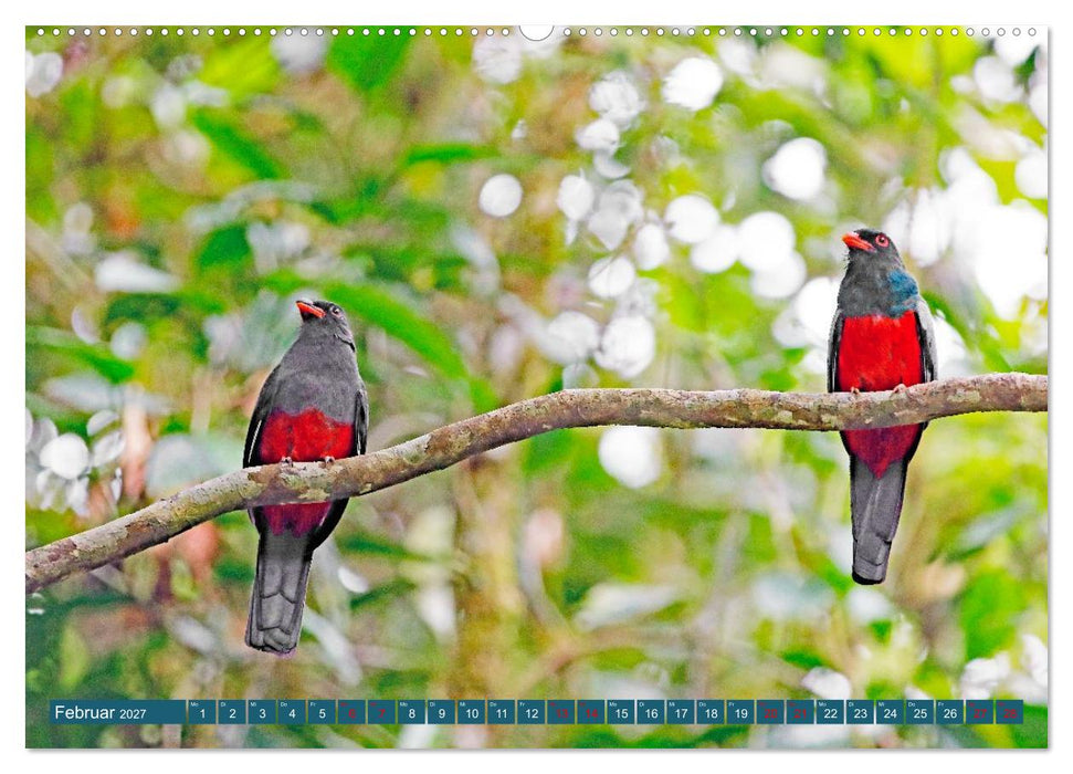Costa Ricas Vogelwelt (CALVENDO Wandkalender 2027)