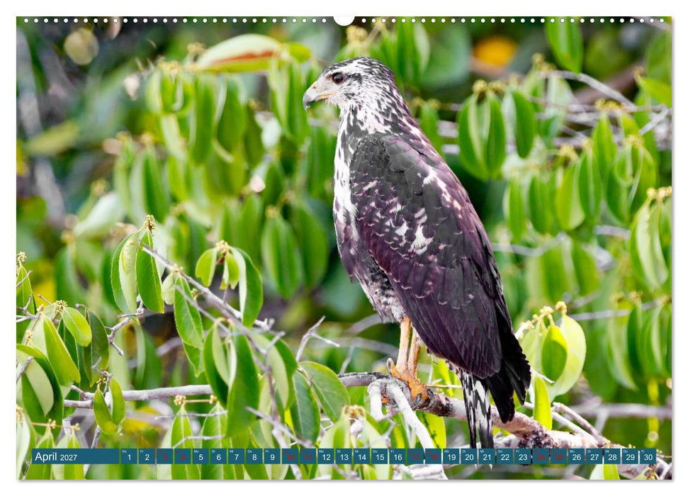 Costa Ricas Vogelwelt (CALVENDO Wandkalender 2027)