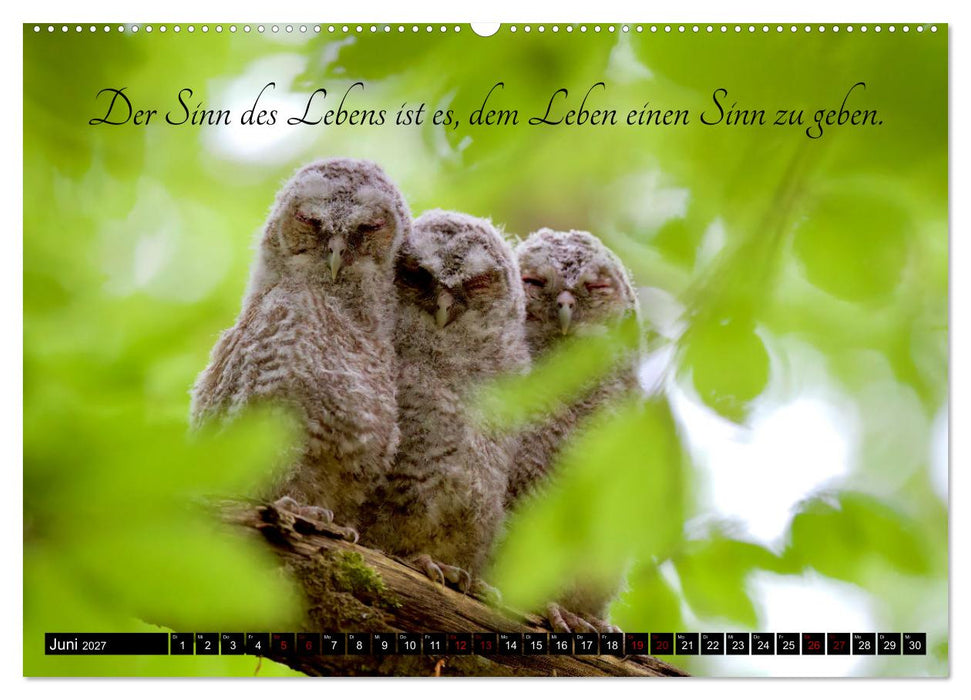 der Waldkauz - Strix Aluco (CALVENDO Wandkalender 2027)