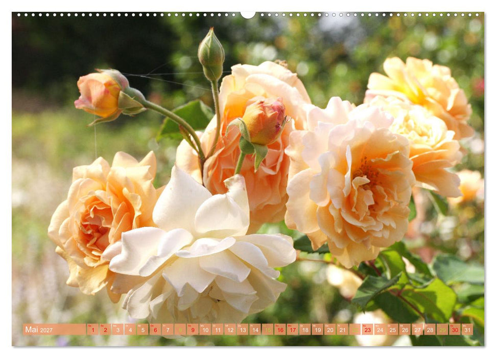 Blütenwunder - Mit Blumen durchs ganze Gartenjahr (CALVENDO Wandkalender 2027)