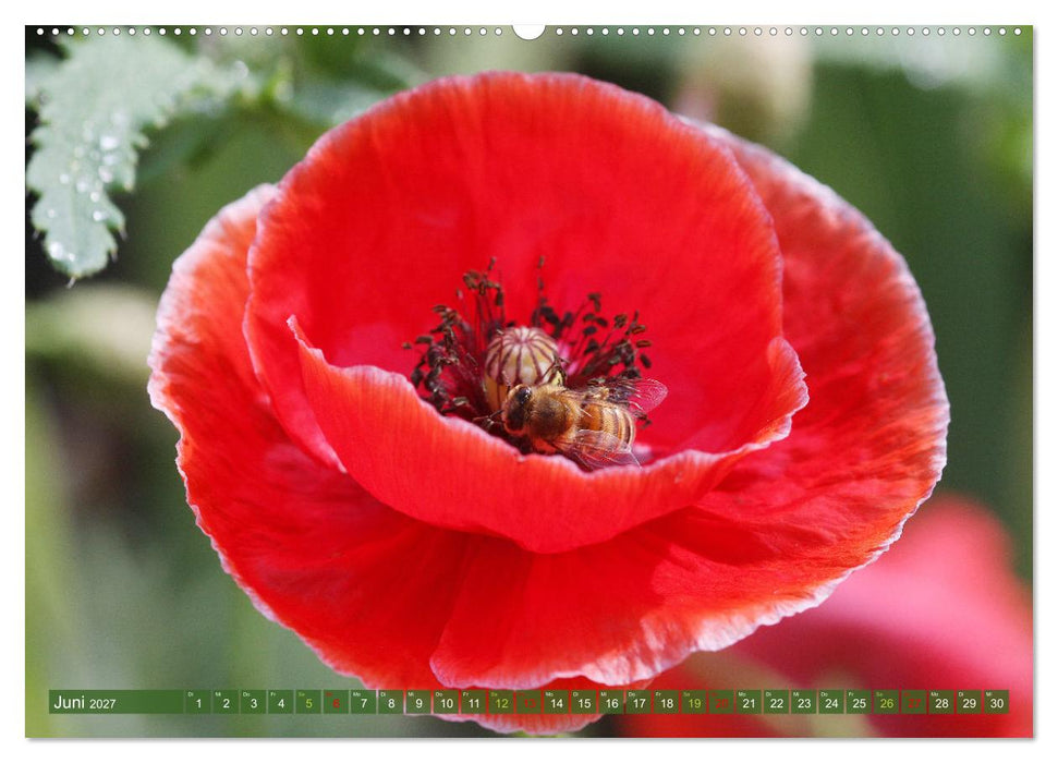 Blütenwunder - Mit Blumen durchs ganze Gartenjahr (CALVENDO Wandkalender 2027)