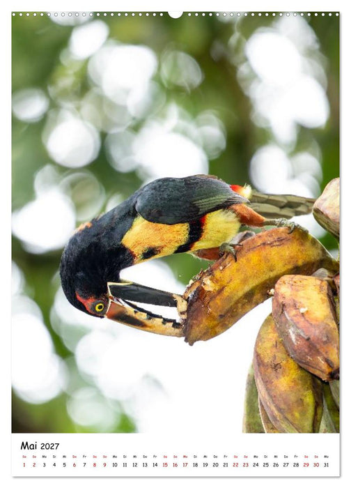 Costa Rica Wild und Frei (CALVENDO Wandkalender 2027)