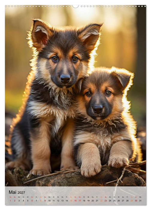 Deutscher Schäferhund - mutig und zuverlässig (CALVENDO Premium Wandkalender 2027)
