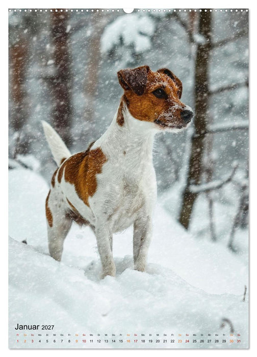 Jack Russel Terrier - furchtlos und viel Selbstvertrauen (CALVENDO Wandkalender 2027)