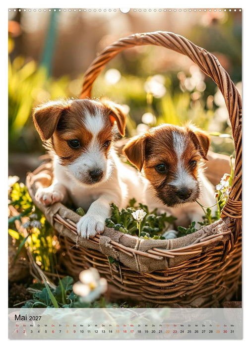 Jack Russel Terrier - furchtlos und viel Selbstvertrauen (CALVENDO Wandkalender 2027)