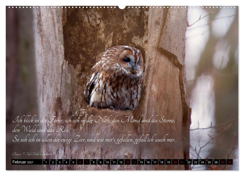 der Waldkauz - Strix Aluco (CALVENDO Premium Wandkalender 2027)