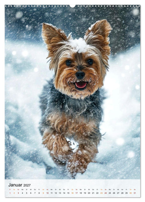 Yorkshire Terrier - ein Hund mit starkem Charakter (CALVENDO Wandkalender 2027)