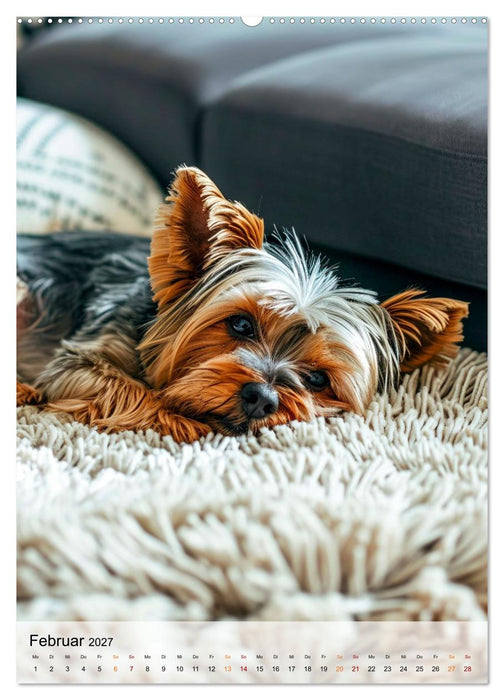 Yorkshire Terrier - ein Hund mit starkem Charakter (CALVENDO Wandkalender 2027)