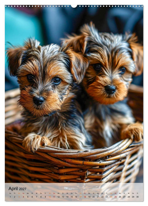 Yorkshire Terrier - ein Hund mit starkem Charakter (CALVENDO Wandkalender 2027)