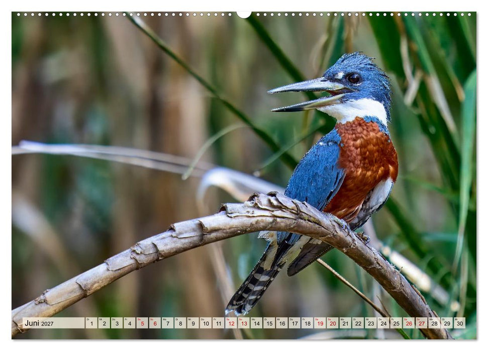 Eisvögel und Kingfisher – Juwelen der Natur (CALVENDO Premium Wandkalender 2027)