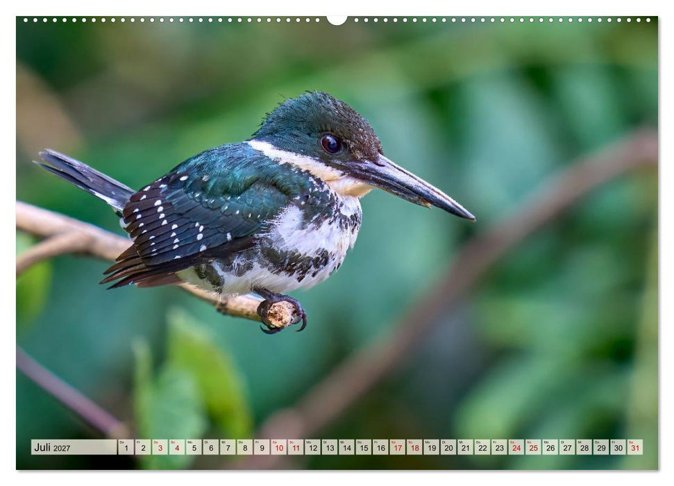 Eisvögel und Kingfisher – Juwelen der Natur (CALVENDO Premium Wandkalender 2027)