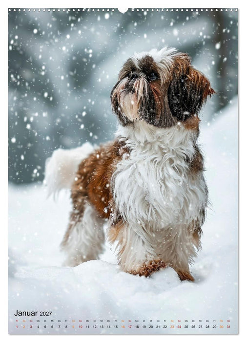 Shih Tzu - immer im Mittelpunkt (CALVENDO Premium Wandkalender 2027)
