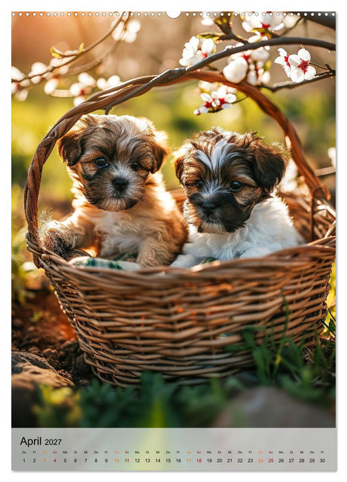 Shih Tzu - immer im Mittelpunkt (CALVENDO Premium Wandkalender 2027)