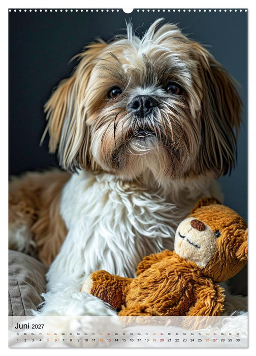 Shih Tzu - immer im Mittelpunkt (CALVENDO Premium Wandkalender 2027)