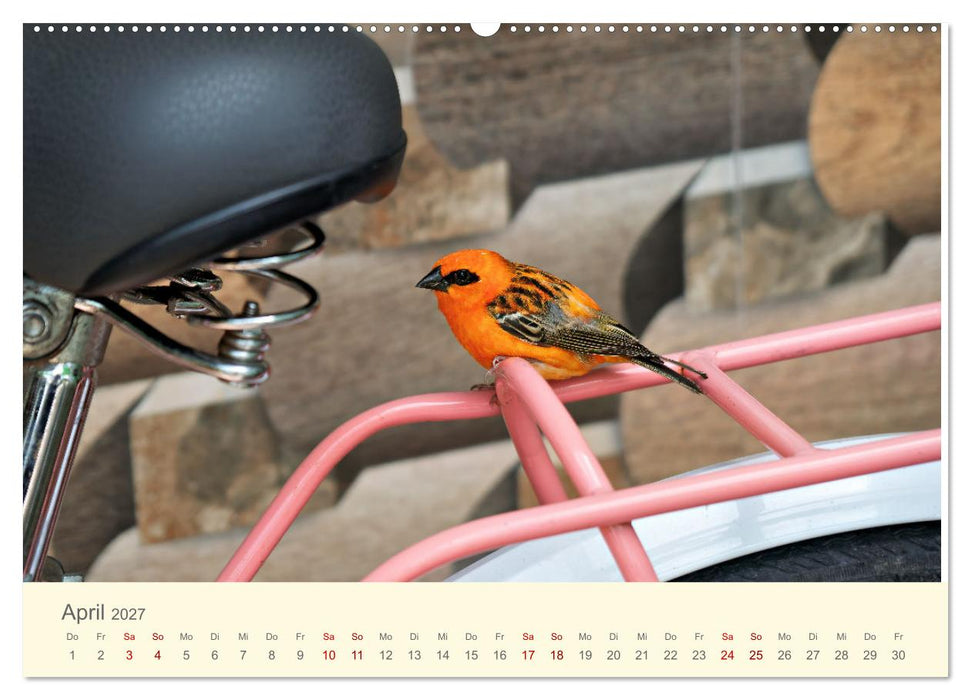 Traumhafte Seychellen (CALVENDO Premium Wandkalender 2027)