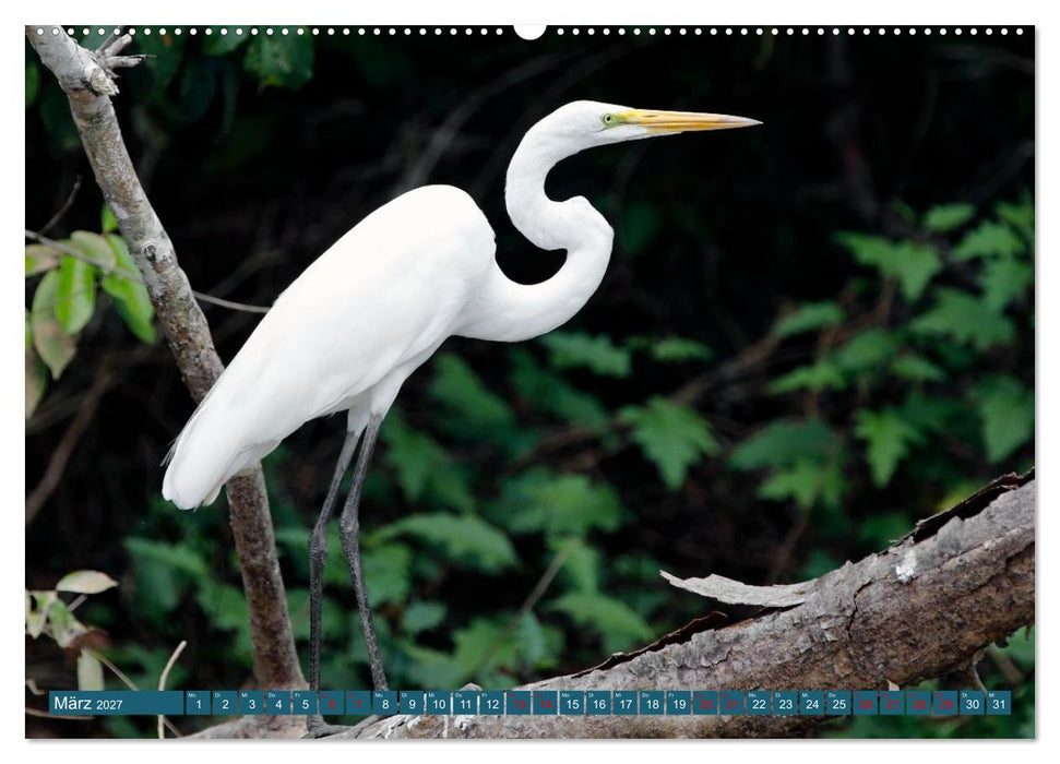 Costa Ricas Vogelwelt (CALVENDO Premium Wandkalender 2027)