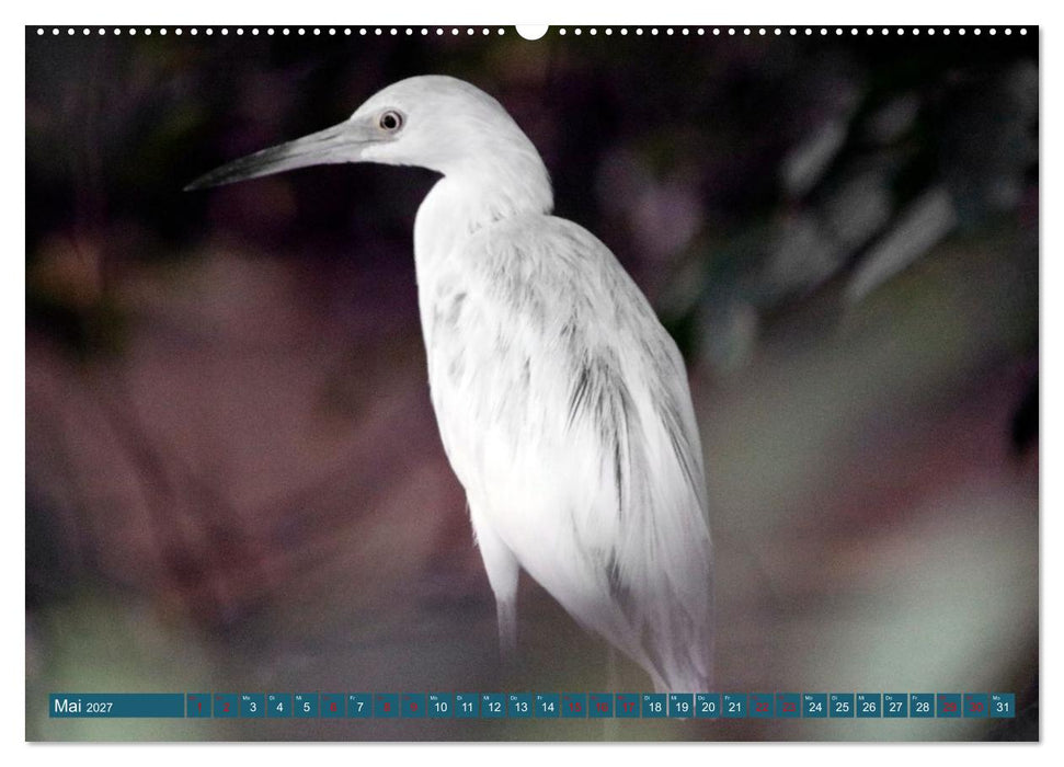 Costa Ricas Vogelwelt (CALVENDO Premium Wandkalender 2027)