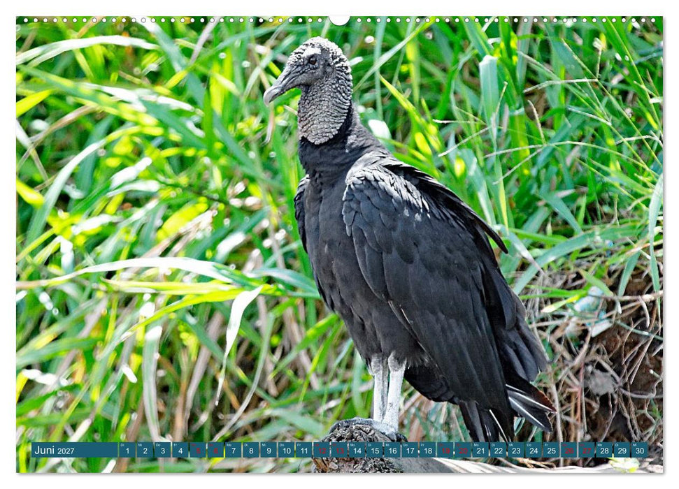 Costa Ricas Vogelwelt (CALVENDO Premium Wandkalender 2027)