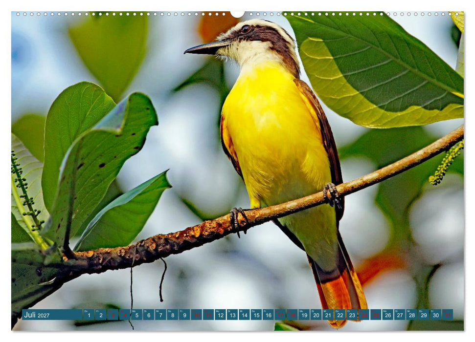 Costa Ricas Vogelwelt (CALVENDO Premium Wandkalender 2027)