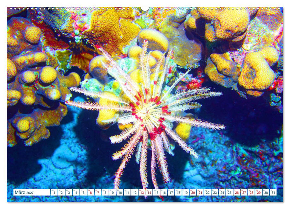 Geheimnisvolle Welt unter Wasser - Nachts am Riff (CALVENDO Premium Wandkalender 2027)