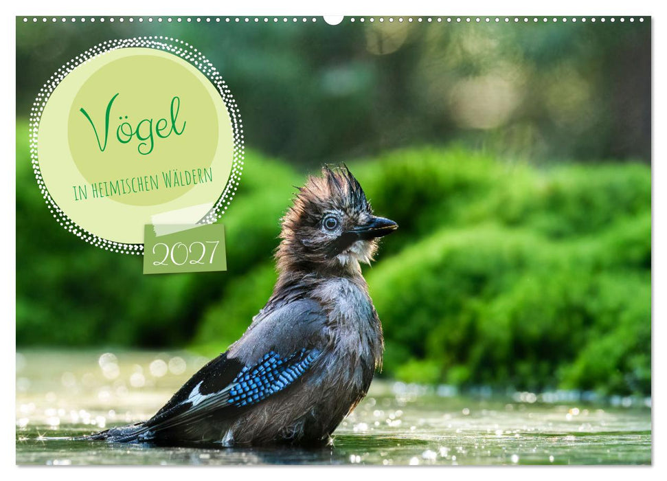 Vögel in heimischen Wäldern (CALVENDO Wandkalender 2027)