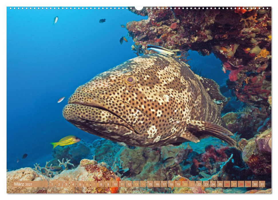 Fischparadies Riff (CALVENDO Wandkalender 2027)