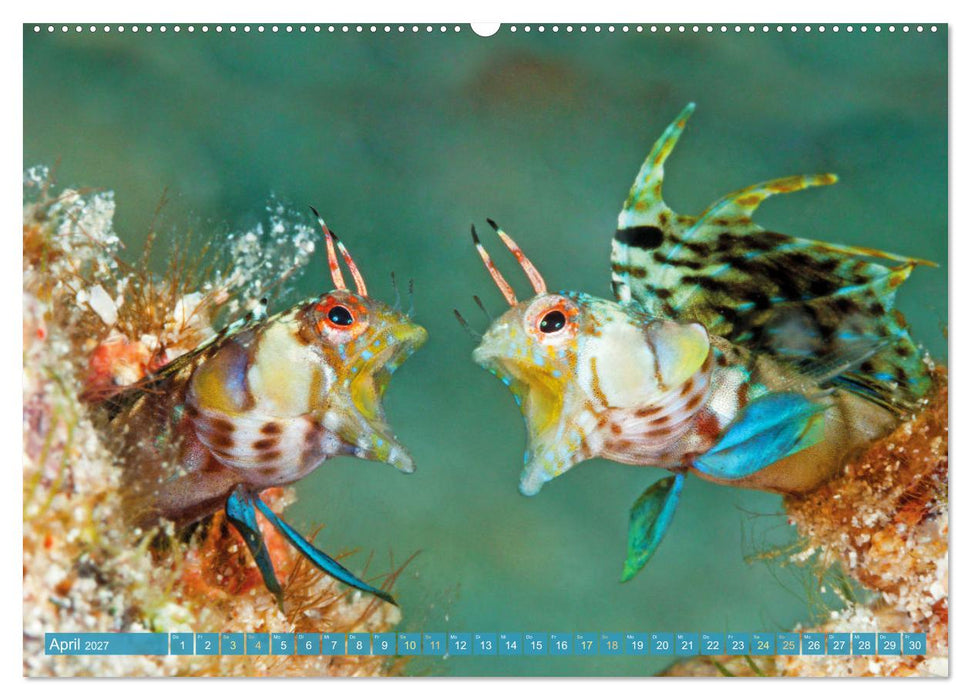Fischparadies Riff (CALVENDO Wandkalender 2027)