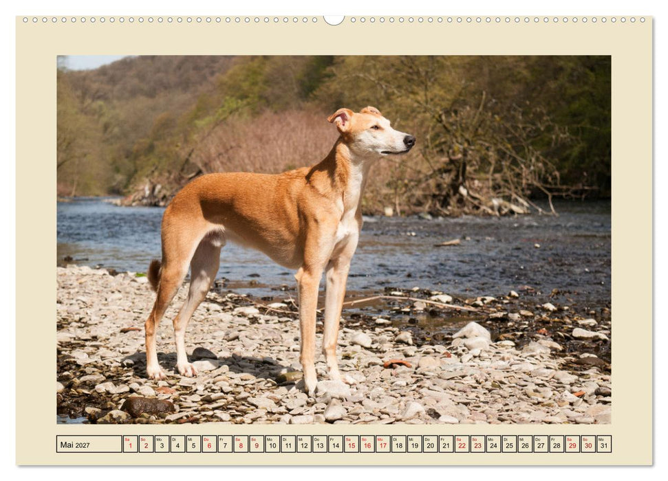 Mit dem Windhund unterwegs im zauberhaften Bergischen Land (CALVENDO Wandkalender 2027)